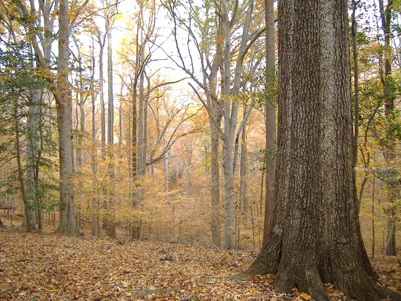 Caledon Natural Area